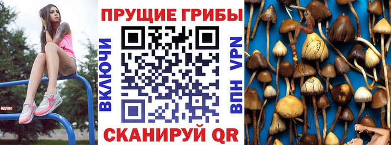 Купить закладки  Чкаловск  Галлюциногенные грибы Psilocybe 
